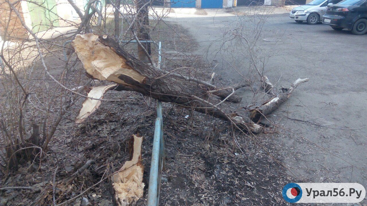 Во дворе жилого дома из-за ветра упало дерево. Оренбург, улица Цвиллинга 66, 17.04.2017