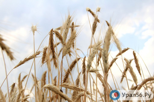 Оренбургской области выделили 528 млн рублей на субсидирование производства зерна