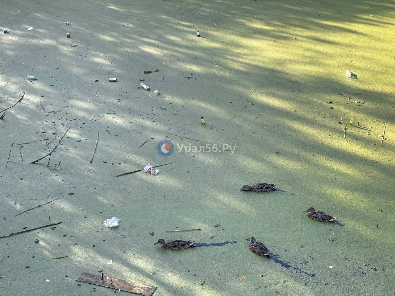 Утки в озере в Оренбурге, фото из архива