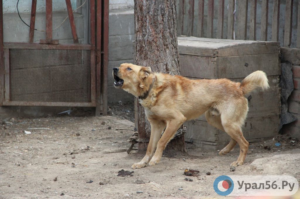 Полиция Орска не может защитить людей от буйной собаки из-за отмены регионального закона