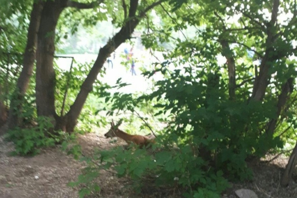 Косуля в Оренбурге. Фото: группа «Город Оренбург» в vk.com