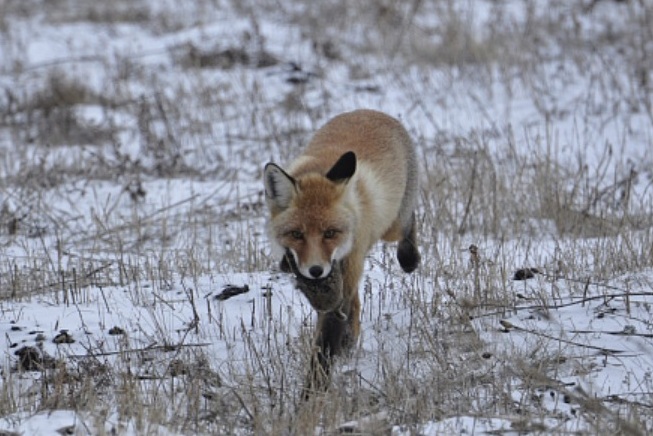 Фото: ФГБУ «Заповедники Оренбуржья», Владимир Шпанагель