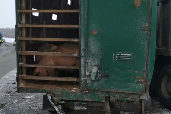 Грузовик со свиньями попал в ДТП между Орском и Гаем