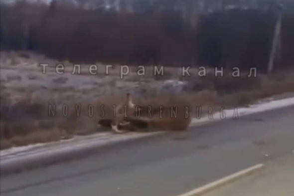 Автомобиль сбил лося на трассе Оренбургской области