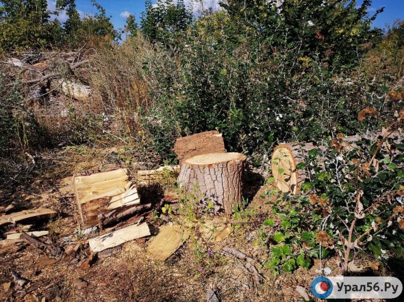В пригороде Оренбурга возле бывшего санатория «Росинка» вырубаются деревья