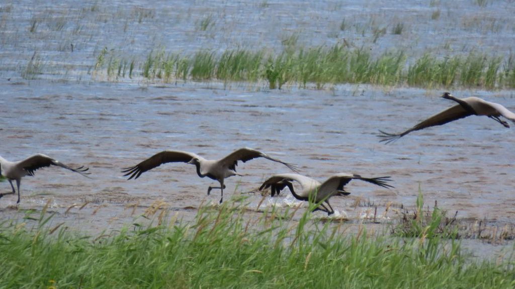 Журавль-красавка. Фото - дирекция ООПТ Оренбургской области