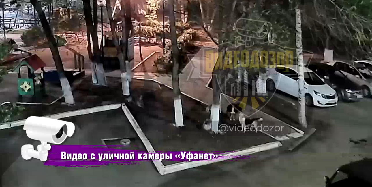 Стоп-кадр из видео охоты на кошек. Источник: ТГ-канал «Видеодозор»