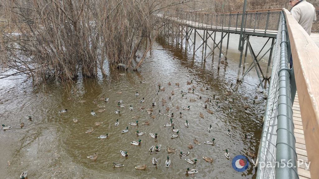 Утки в Оренбурге 