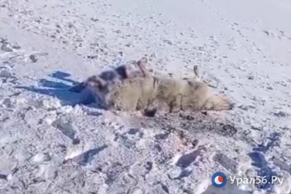 На трассе Оренбург-Орск насмерть сбили волка в районе поселка Краснощеково