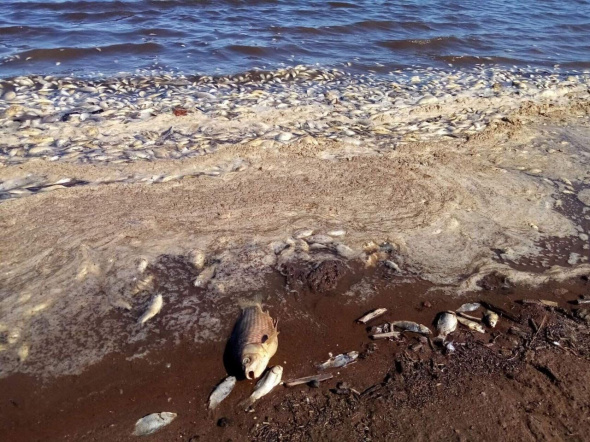 В озерах Оренбургской области, где погибла рыба, содержание аммиака превышено почти в 10 раз