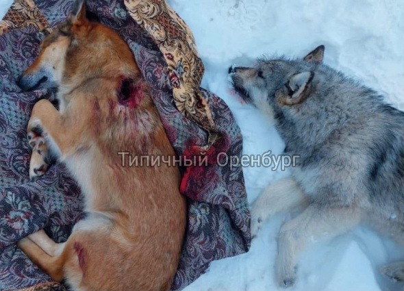 В поселке Пригородный под Оренбургом неизвестный расстрелял двух собак