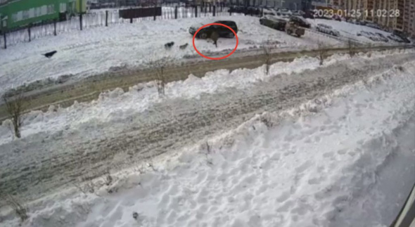 Нападение стаи собак на ребенка в Оренбурге: прокуратура начала проверку
