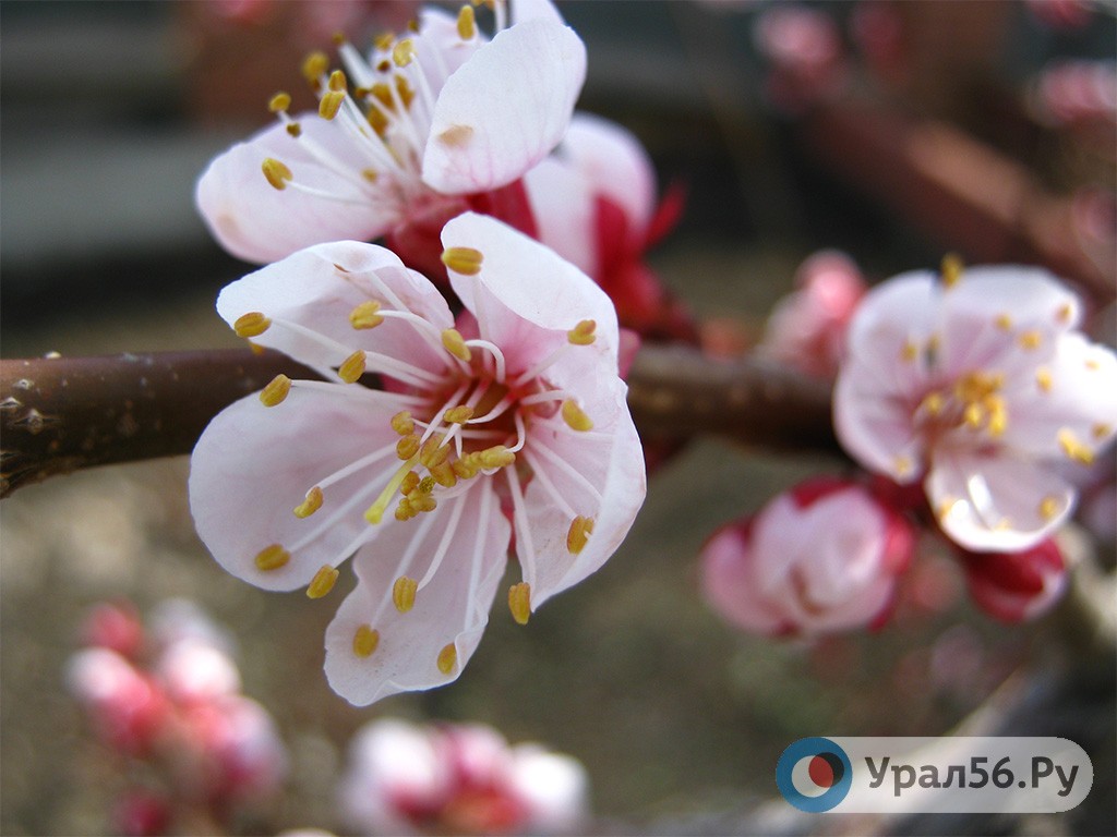 Цветущие сады, Орск