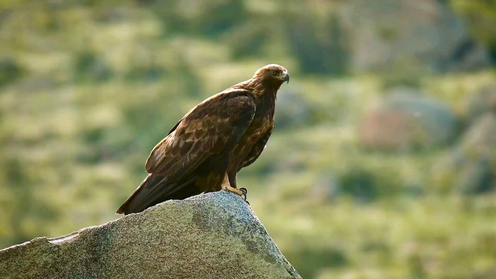 Орел из видеоролика ФК «Оренбург»