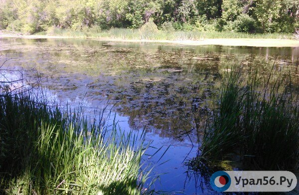 Какими паразитами может быть заражена рыба из водоемов Оренбургской области?