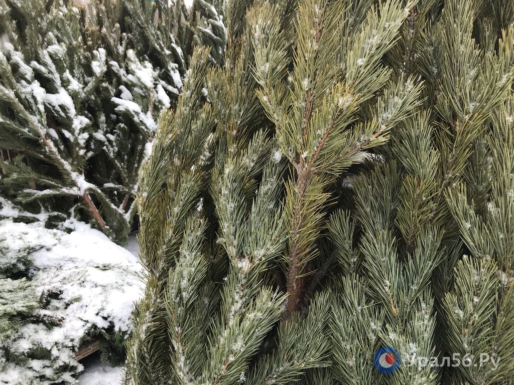 Пожелтевшее дерево на елочном базаре в Оренбурге. Фото из архива
