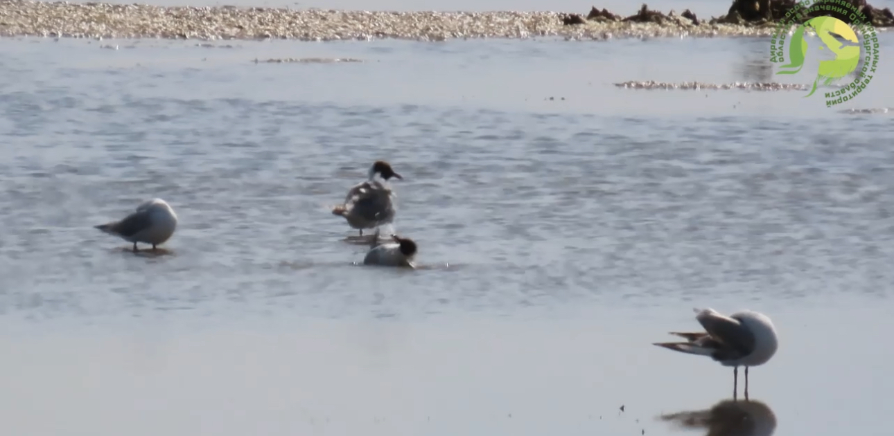 Птицы принимают водные процедуры. Стоп-кадр из видео Дирекции ООПТ