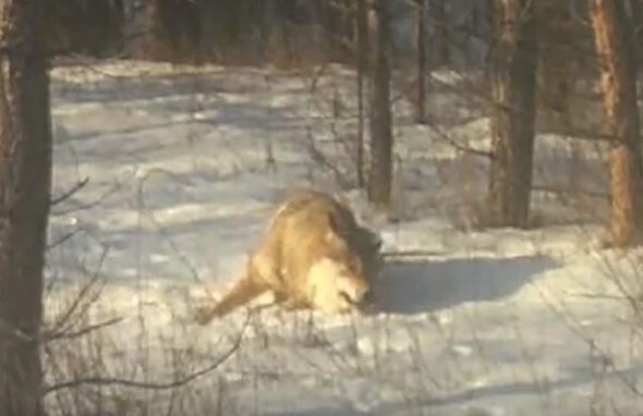 Почти как домашняя собака: в Бузулукском бору «снежную ванну» принял серый волк