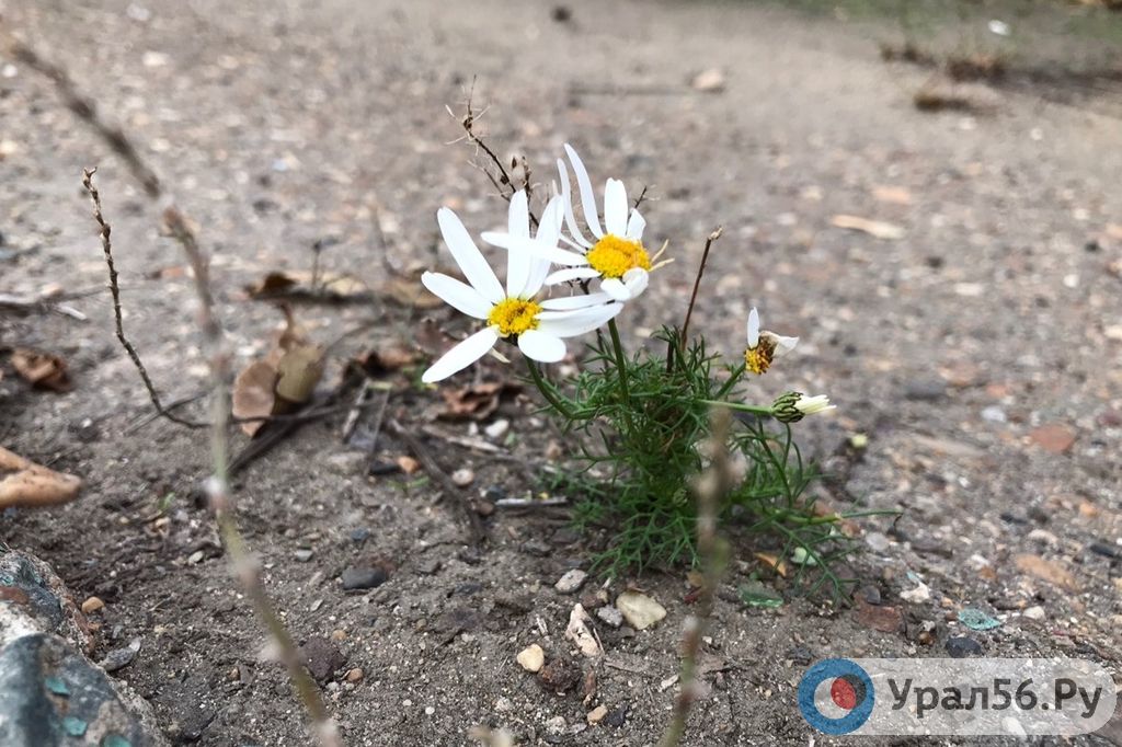 В Оренбургской области дачников могут оштрафовать за мяту, одуванчики и ромашки на участке? В Госдуме опровергли информацию