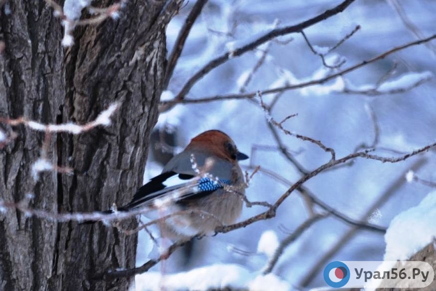 Зимняя природа Оренбургской области