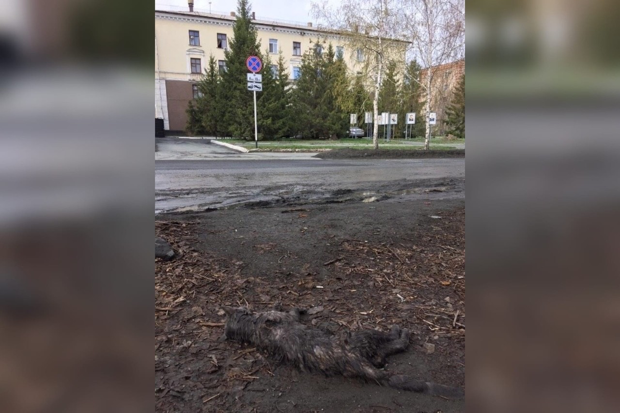 Мертвая кошка напротив здания УЖКХ администрации Орска. Тело уже убрали