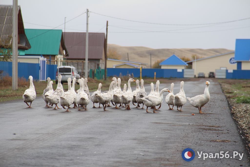 Гуси гуляют по новой дороге в селе Кабанкино, улица Луговая, октябрь 2023 года
