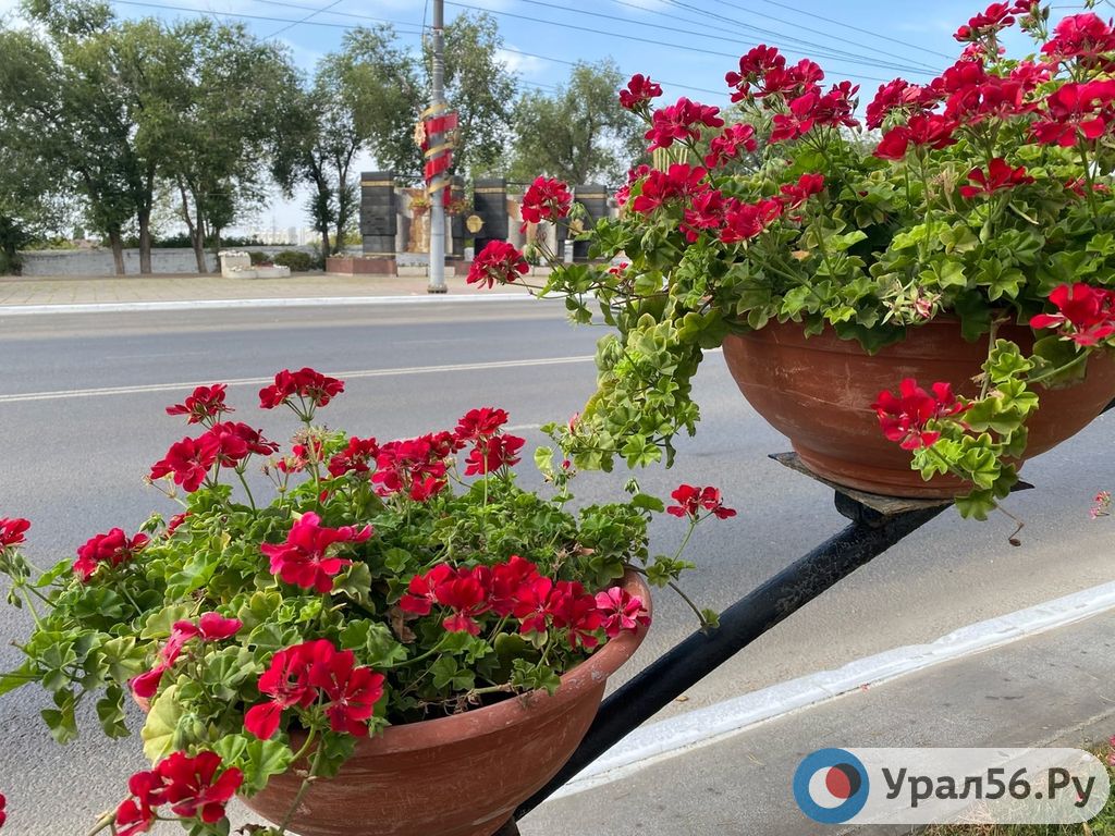 Купить Корни Цветов В Оренбурге