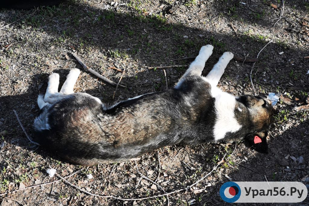 В Оренбурге стали появляться собаки с цветными бирками на ушах : Урал56 ...