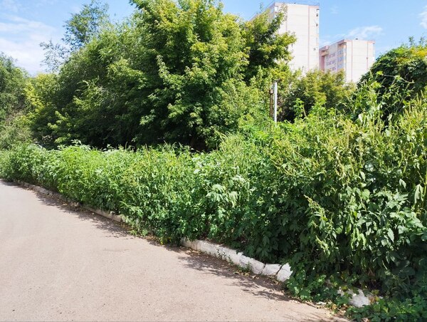 Трава в районе ул. Чкалова в Оренбурге