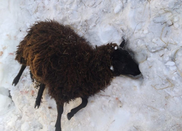 В Оренбургской области собаки все чаще нападают на скот и диких животных. Где произошли такие случаи? 