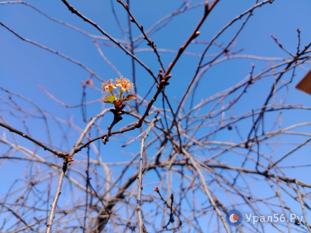 В садах под Орском зацвела вишня, 17.11.2025