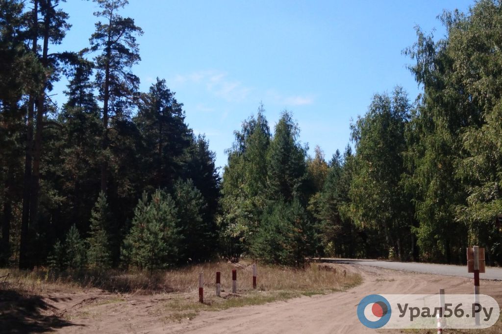 Бузулукский бор в районе п. Партизанский