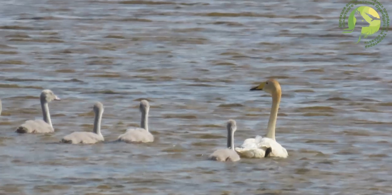 Лебеди. Стоп-кадр из видео «Светлинский»