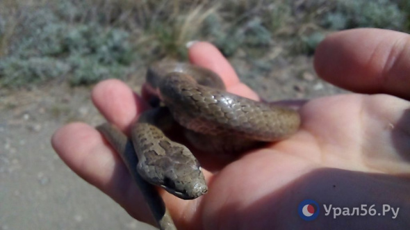 В Оренбургской области обитают два вида ядовитых змей