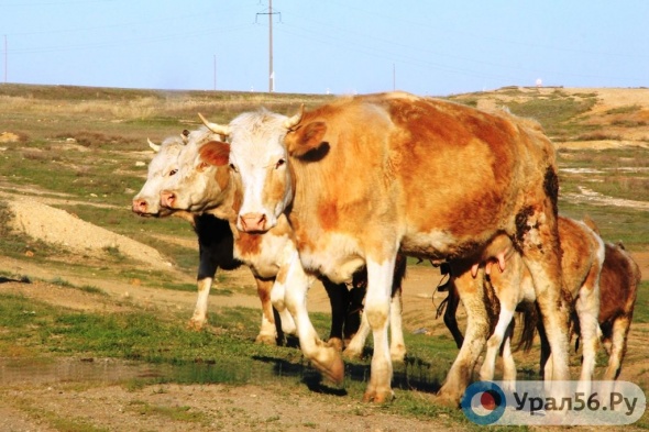 СМИ: Из-за инфекционной вспышки среди коров в Оренбургской области введен карантин