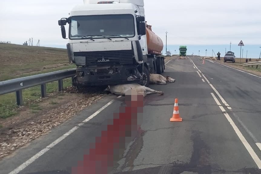 Под Абдулино водитель МАЗа сбил насмерть пять коров