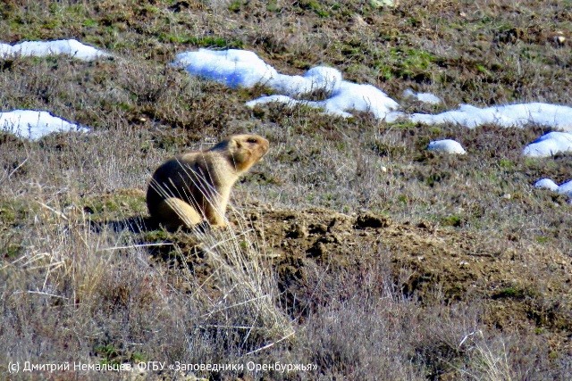Сурок на территории Оренбургского заповедника в марте 2020 года, источник Оrenzap.ru