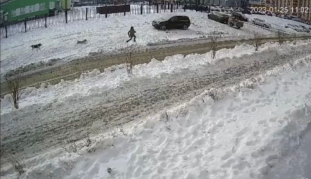 За ребенком гнались четыре собаки. Скриншот видео