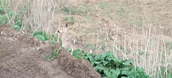 В Бузулукском бору на камеру попала дикая косуля на обочине дороги