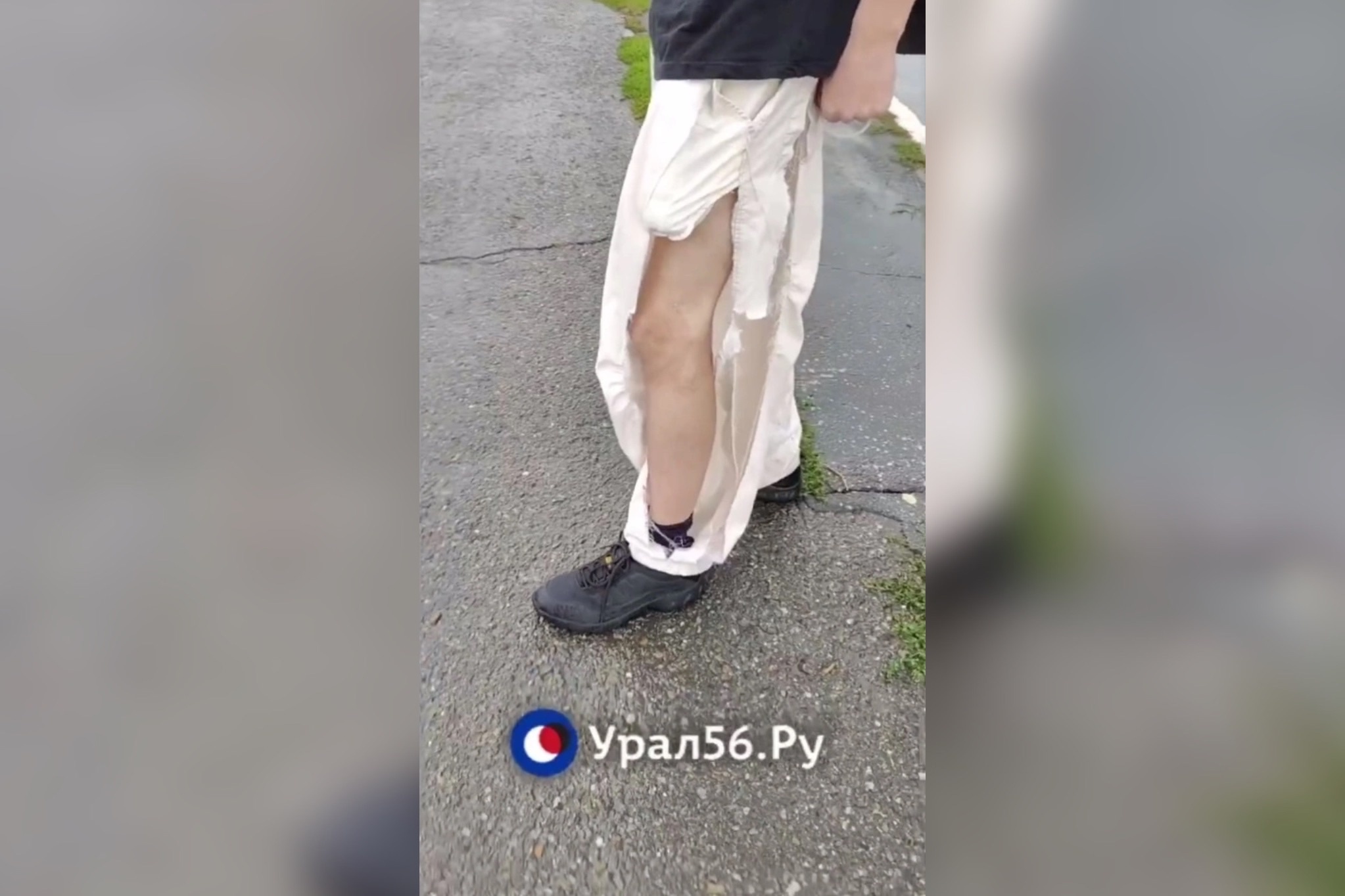 Стая собак напала на подростка на улице Чкалова Оренбурга