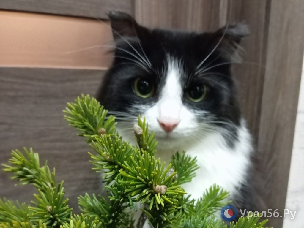 Выставка кошек без лицензии в Оренбургской области работает уже второй месяц