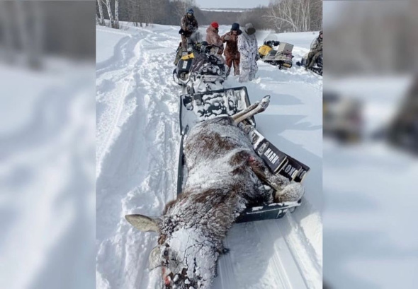 Жители Оренбургской области убили в Башкирии трех лосей. ТГ-каналы обвиняют в преступлении местных чиновников