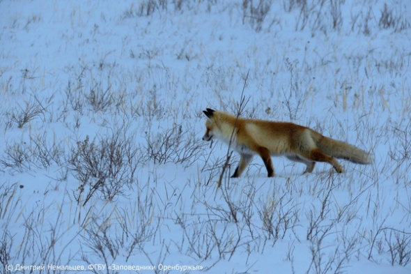 Три волка, лисица и куропатки: сотрудники заповедника «Оренбургский» рассказали об обитателях местности