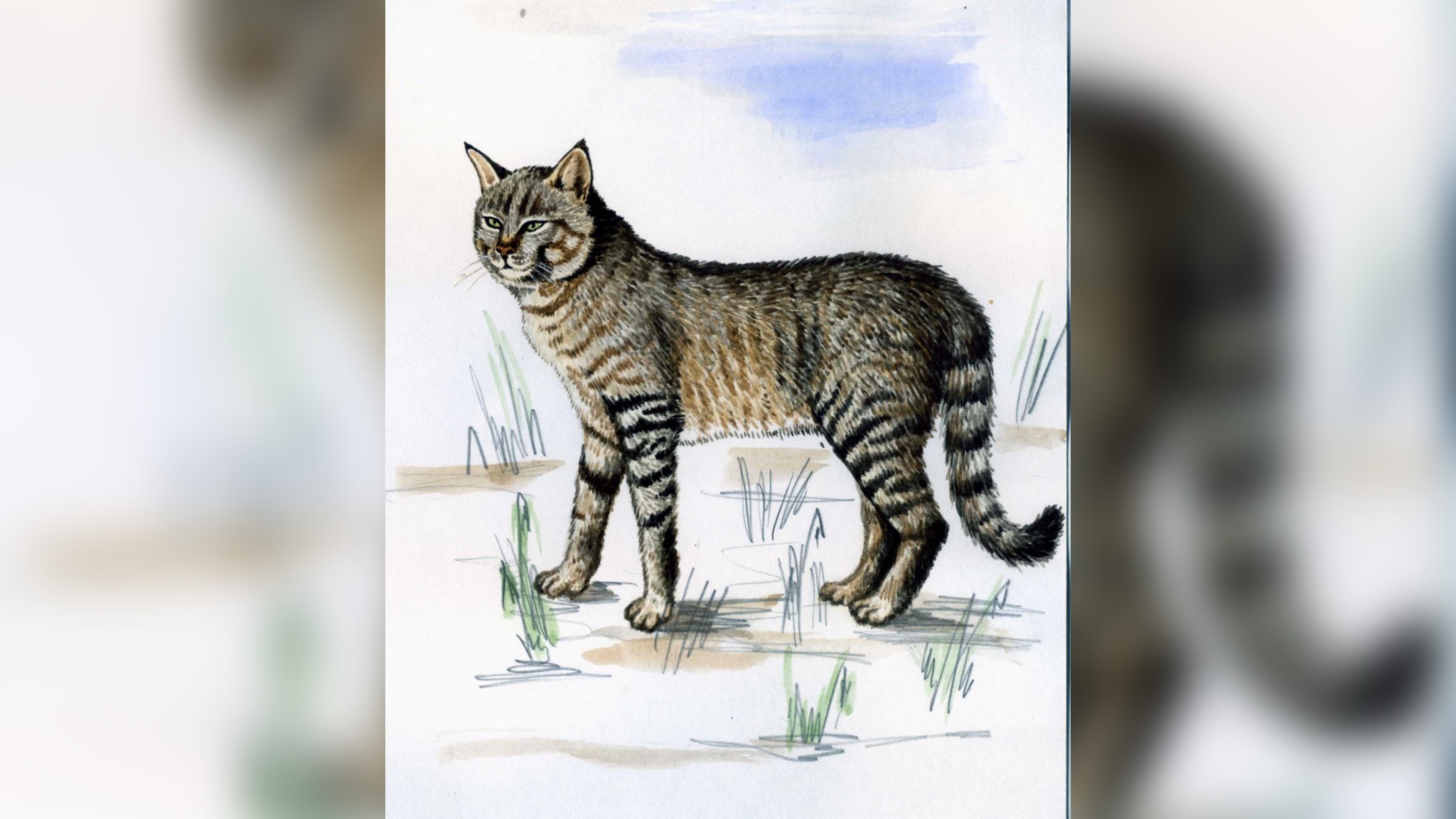 Степной кот. Источник: минприроды Оренбургской области