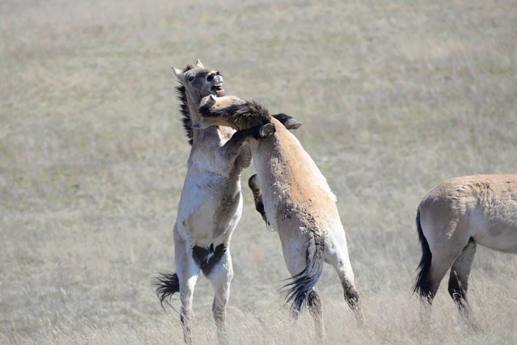 Жеребцы меряются силами. Фото: Евгений Булгаков
