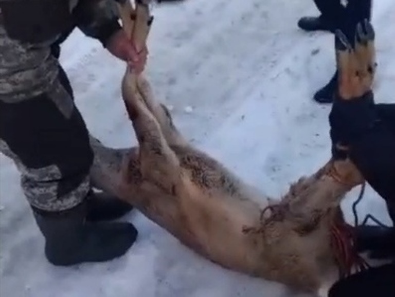 Стоп кадр из видео отлова косули