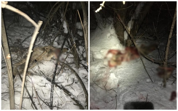 Убитая косуля. Источник: УМВД России по Оренбургской области