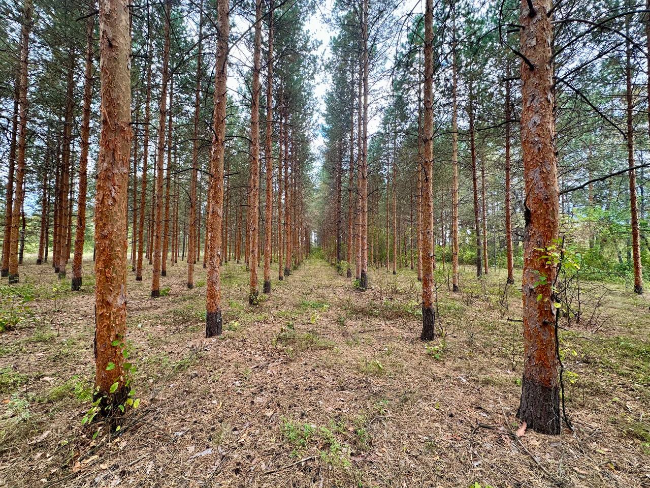 Сосны в нацпарке. Фото пресс-службы Бузулукского бора