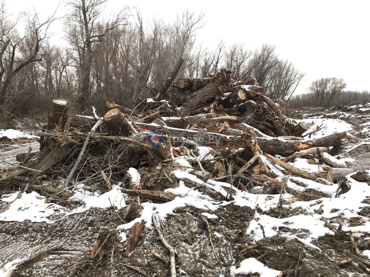 Разрубленные деревья во время очистки русла Урала в Орске