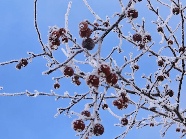 Изморозь в Оренбурге, 12.01.2026